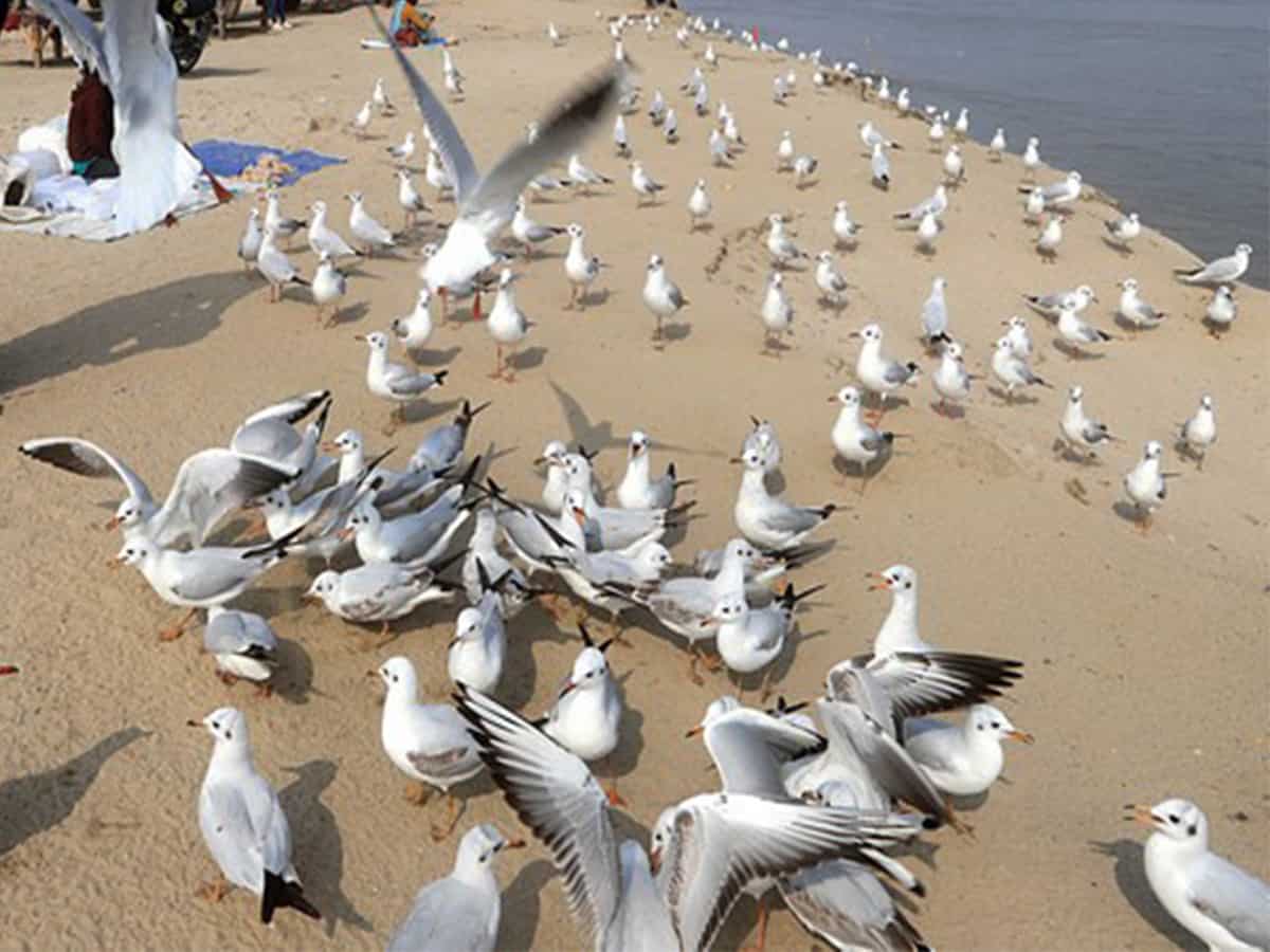 Bird flu continues alert evoke panic several states ani representational